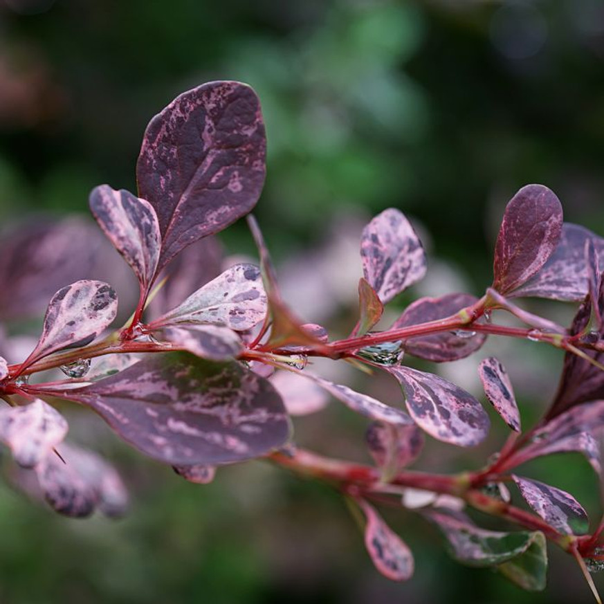 Berberis thunbergii Inspiration K3 - Tarka japán borbolya Berberis thunbergii Inspiration K3 - Tarka japán borbolya