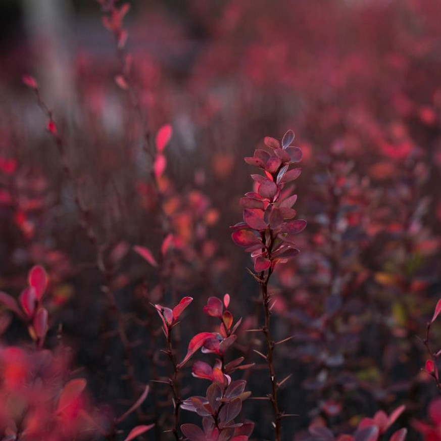 Berberis thunbergii Rose Glow K2 - Tarka japán vérborbolya Berberis thunbergii Rose Glow K2 - Tarka japán vérborbolya