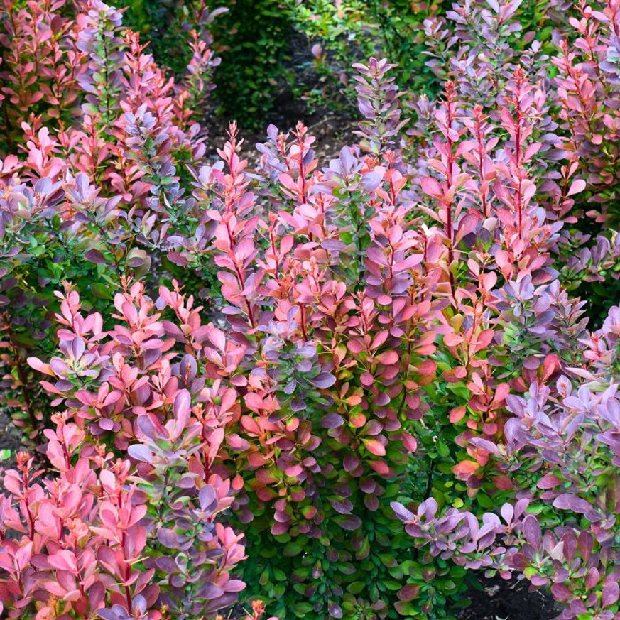 Berberis thunbergii Rose Glow K2 - Tarka japán vérborbolya