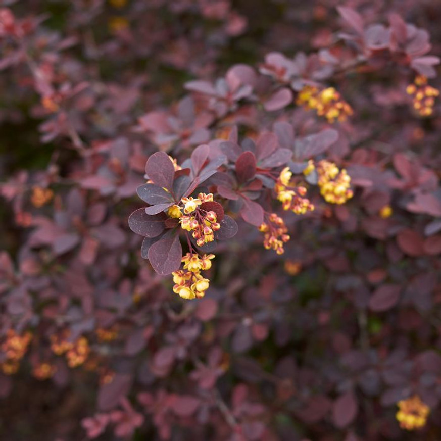 Berberis thunbergii Concorde K2 - Japán borbolya