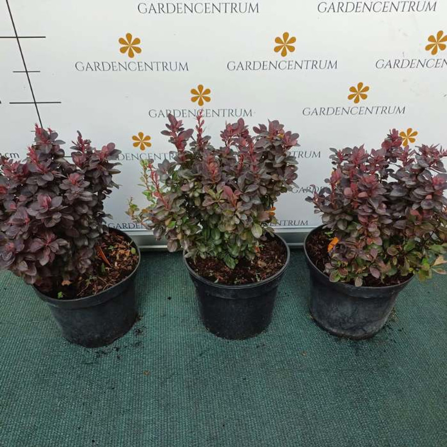 Berberis thunbergii Concorde K2 - Japán borbolya Berberis thunbergii Concorde K2 - Japán borbolya