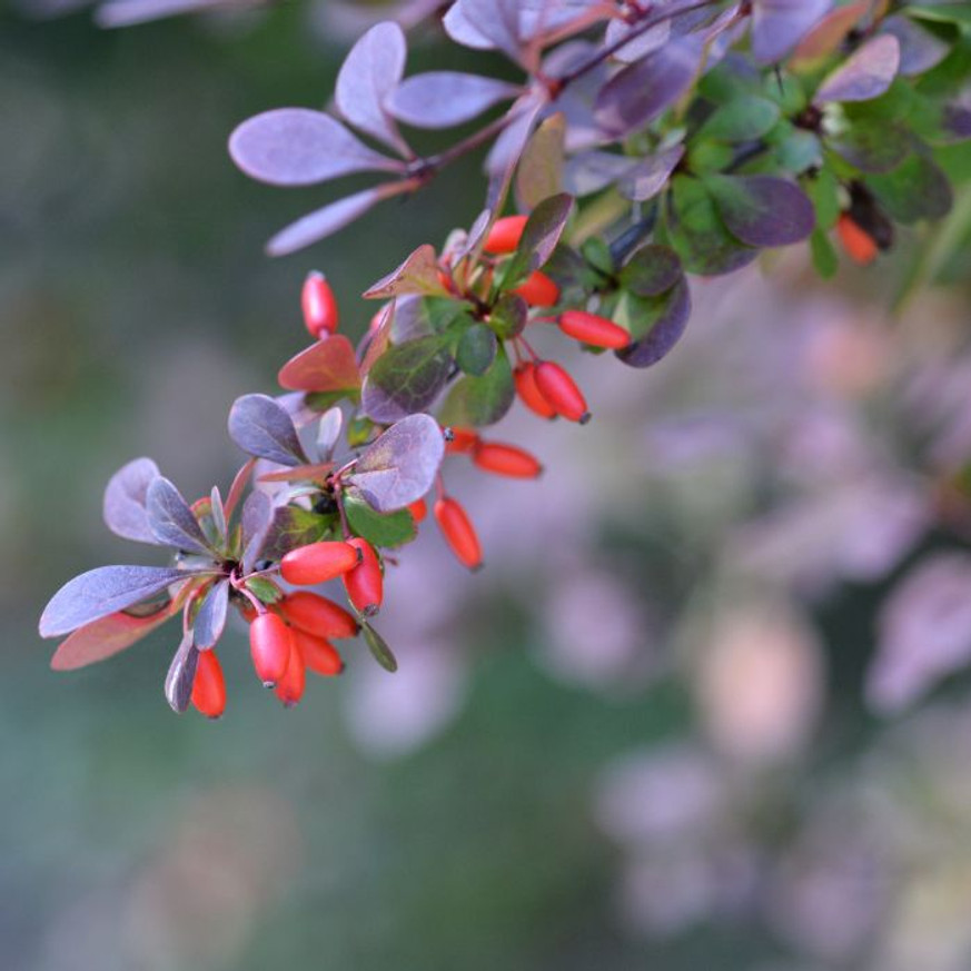 Berberis thunbergii Concorde K2 - Japán borbolya Berberis thunbergii Concorde K2 - Japán borbolya