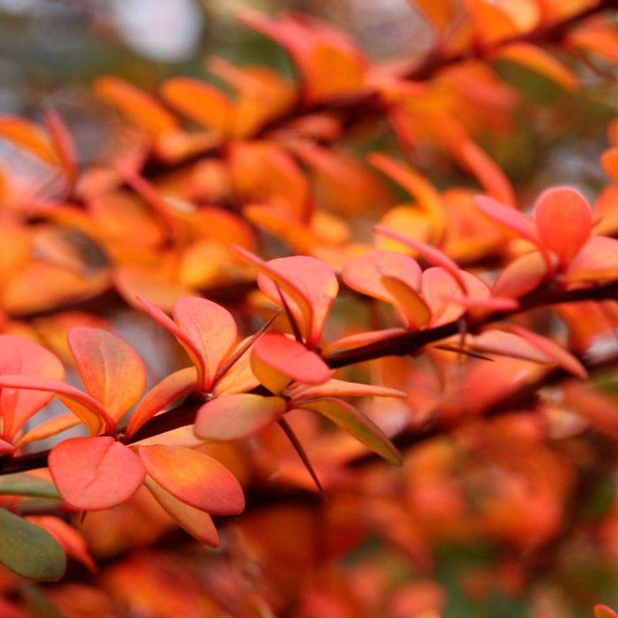 Berberis thunbergii Orange Rocket K3 - Narancsszínű oszlopos borbolya Berberis thunbergii Orange Rocket K3 - Narancsszínű oszlopos borbolya