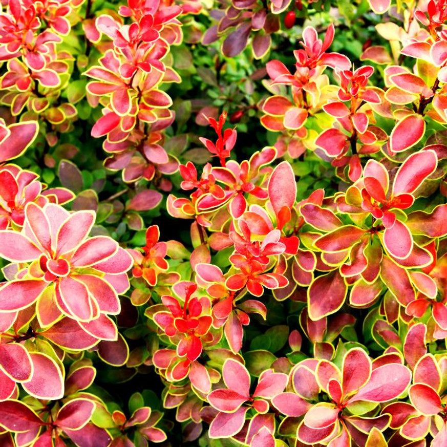 Berberis thunbergii Orange Ice K3 - Japán borbolya