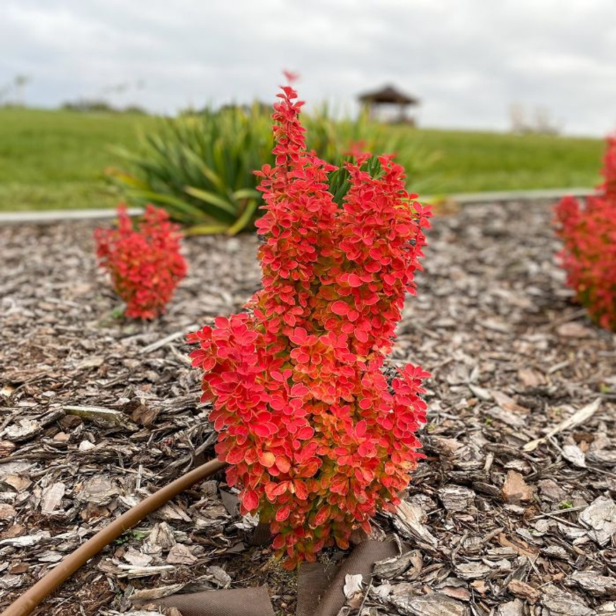 Berberis thunbergii Orange Rocket K3 - Narancsszínű oszlopos borbolya