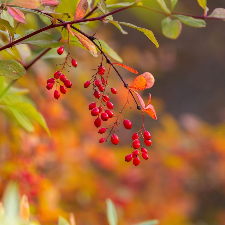 Berberis thunbergii Orange Rocket K3 - Narancsszínű oszlopos borbolya Berberis thunbergii Orange Rocket K3 - Narancsszínű oszlopos borbolya