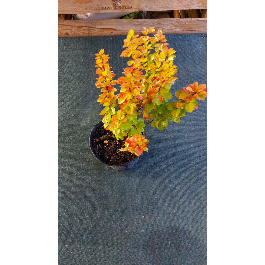 Berberis thunbergii K2 - Oszlopos sárga borbolya