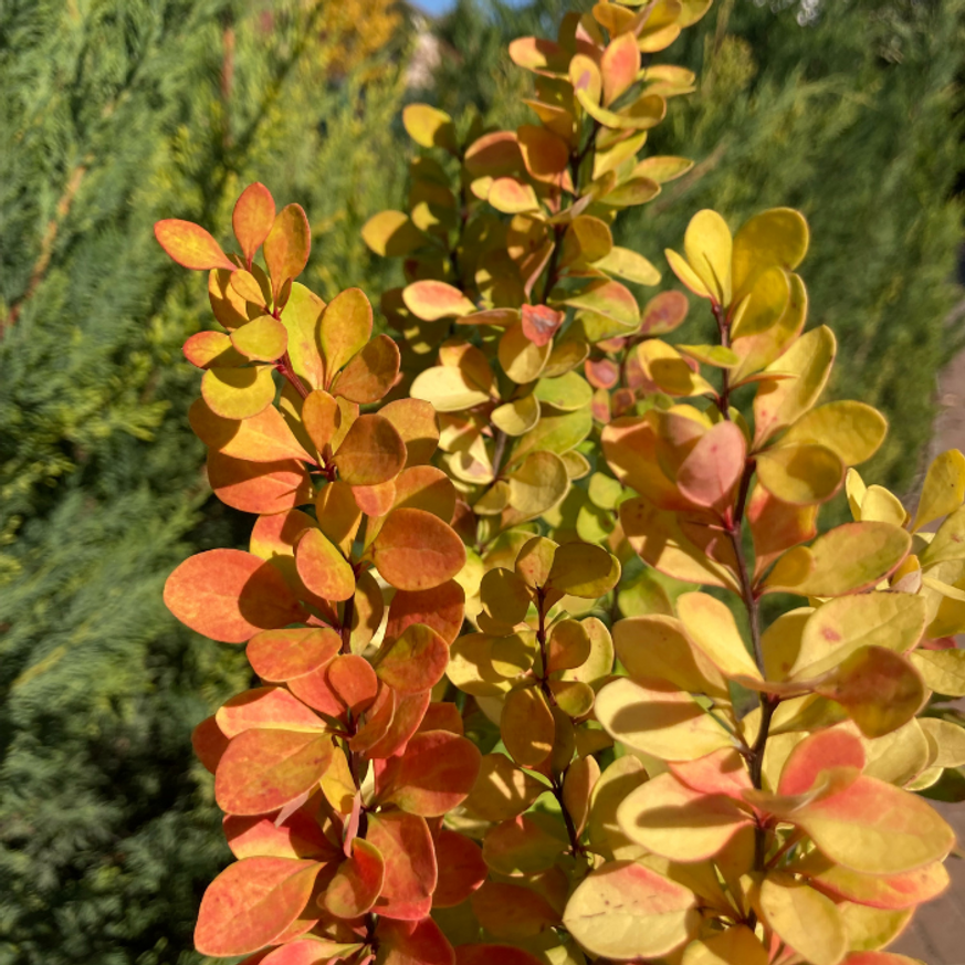 Berberis thunbergii K2 - Oszlopos sárga borbolya