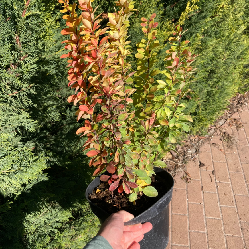 Berberis thunbergii K2 - Oszlopos sárga borbolya
