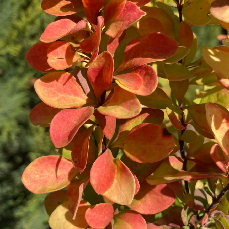 Berberis thunbergii K2 - Oszlopos sárga borbolya