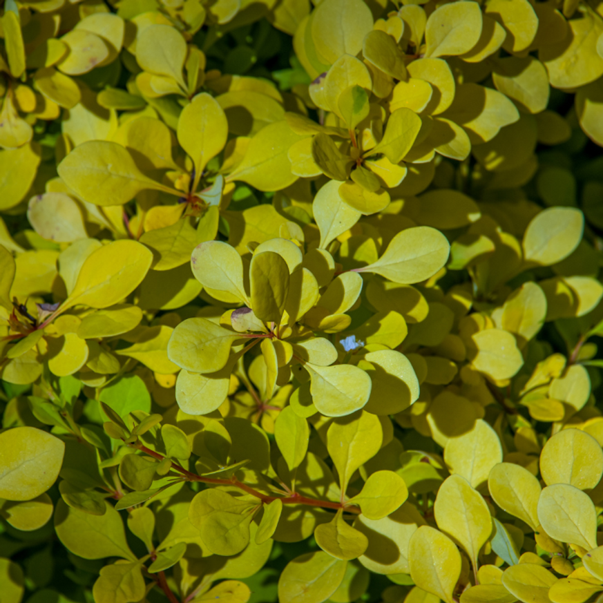 Berberis thunbergii K2 - Oszlopos sárga borbolya