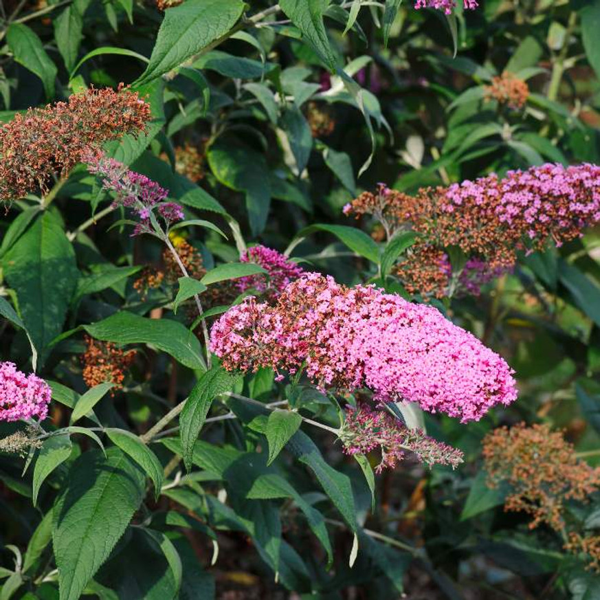 Buddleja davidii Pink Delight K2 - Rózsaszín nyári orgona