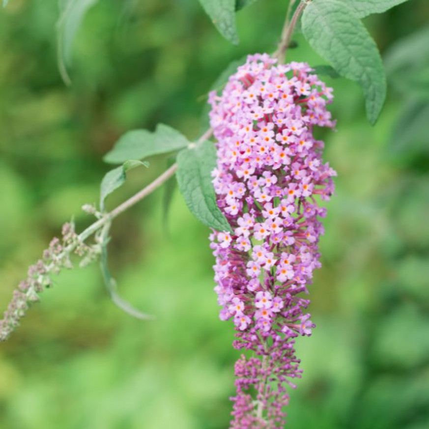 Buddleja sp - Nyáriorgona Buddleja sp - Nyáriorgona