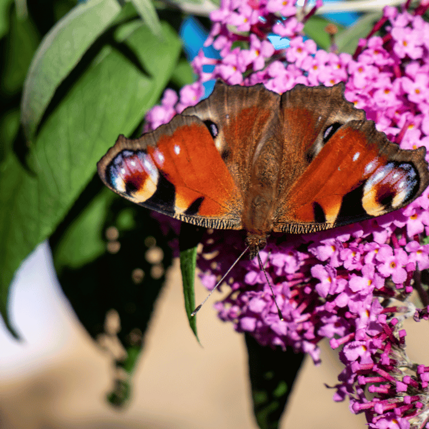 Buddleja davidii - Törpe nyári orgona
