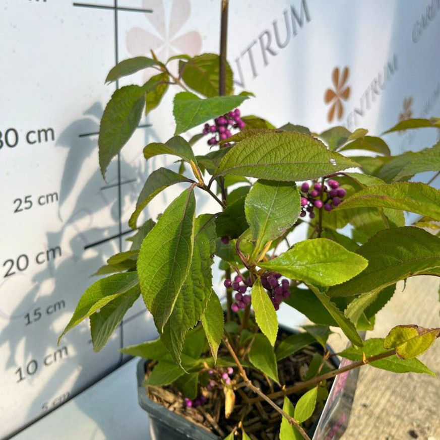 Callicarpa - Kínai lilabogyó Callicarpa - Kínai lilabogyó