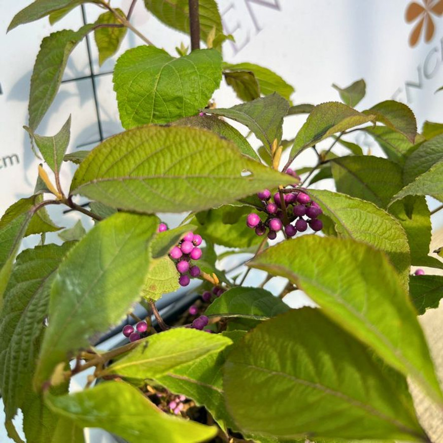 Callicarpa - Kínai lilabogyó Callicarpa - Kínai lilabogyó