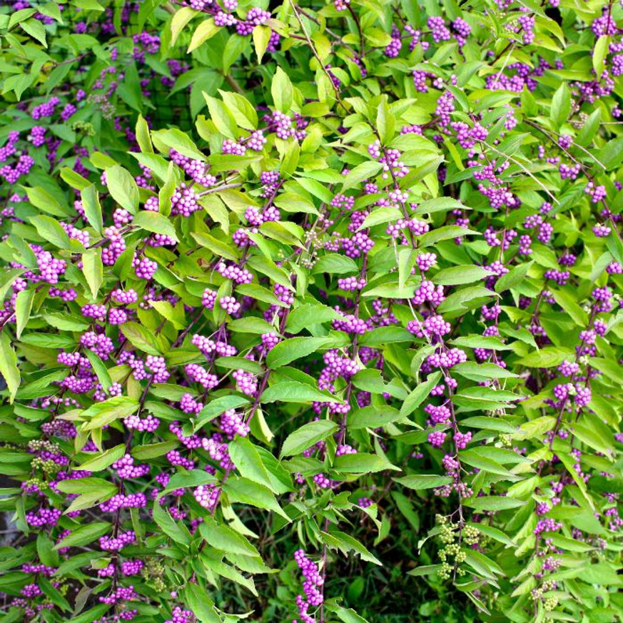 Callicarpa - Kínai lilabogyó Callicarpa - Kínai lilabogyó