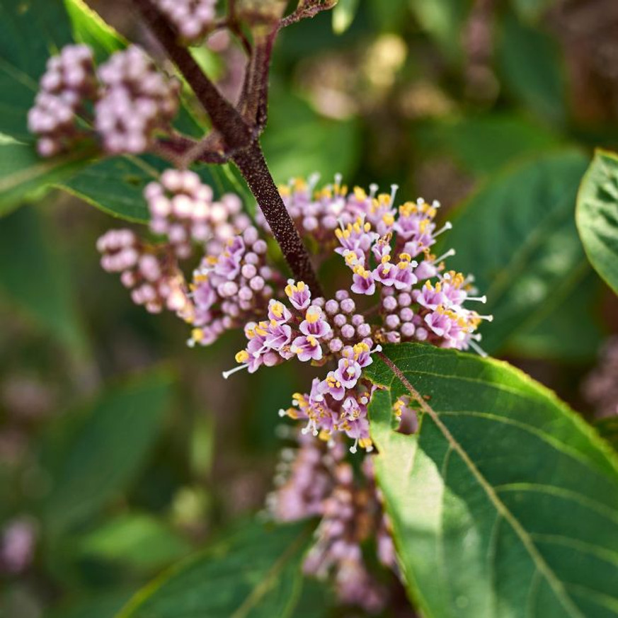 Callicarpa - Kínai lilabogyó Callicarpa - Kínai lilabogyó