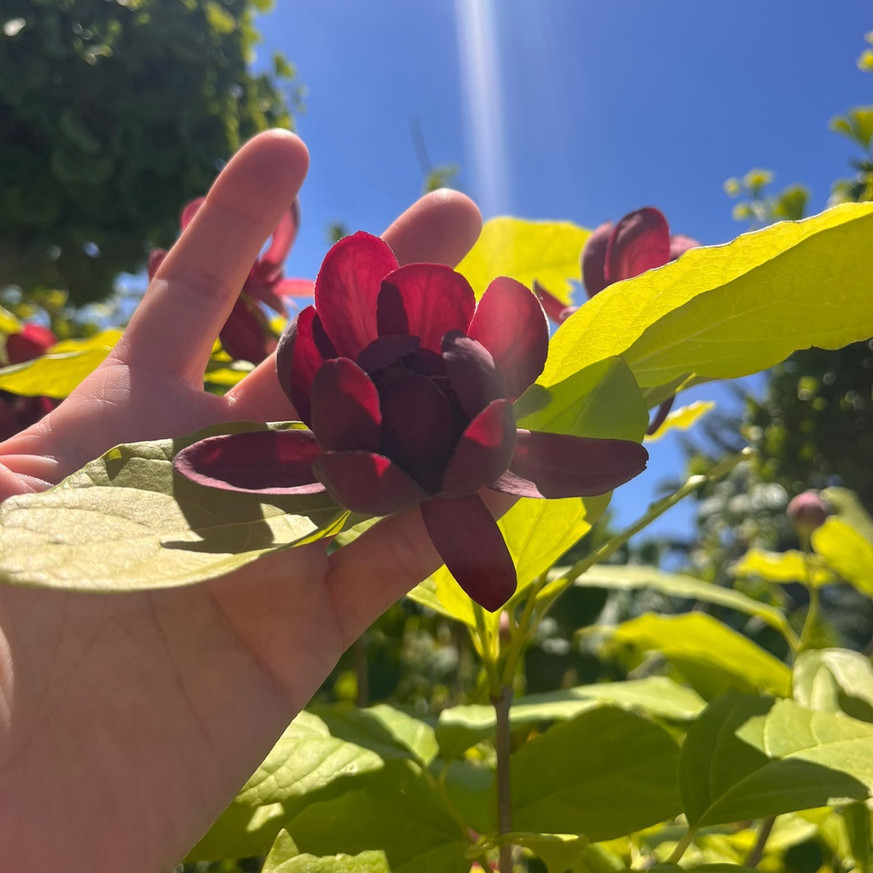 Calycanthus floridus - Illatos fűszercserje