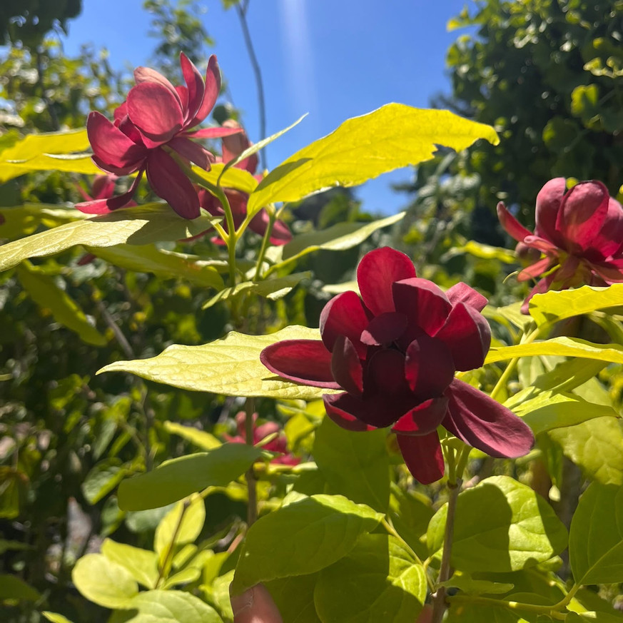 Calycanthus floridus - Illatos fűszercserje