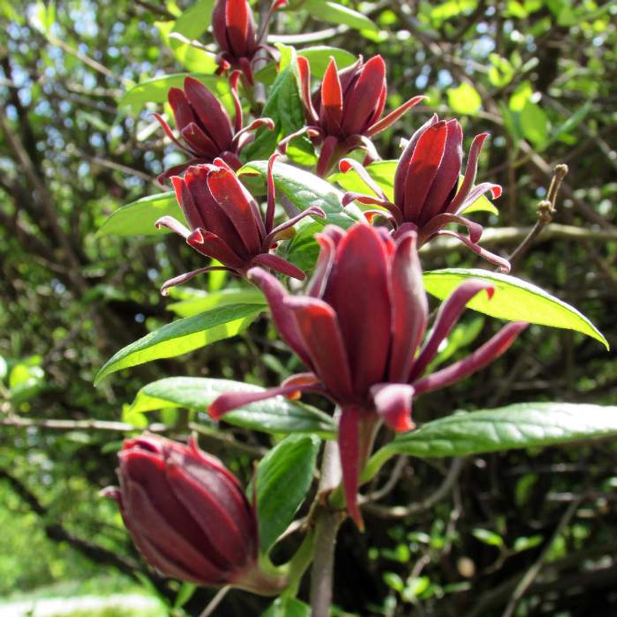 Calycanthus floridus - Illatos fűszercserje