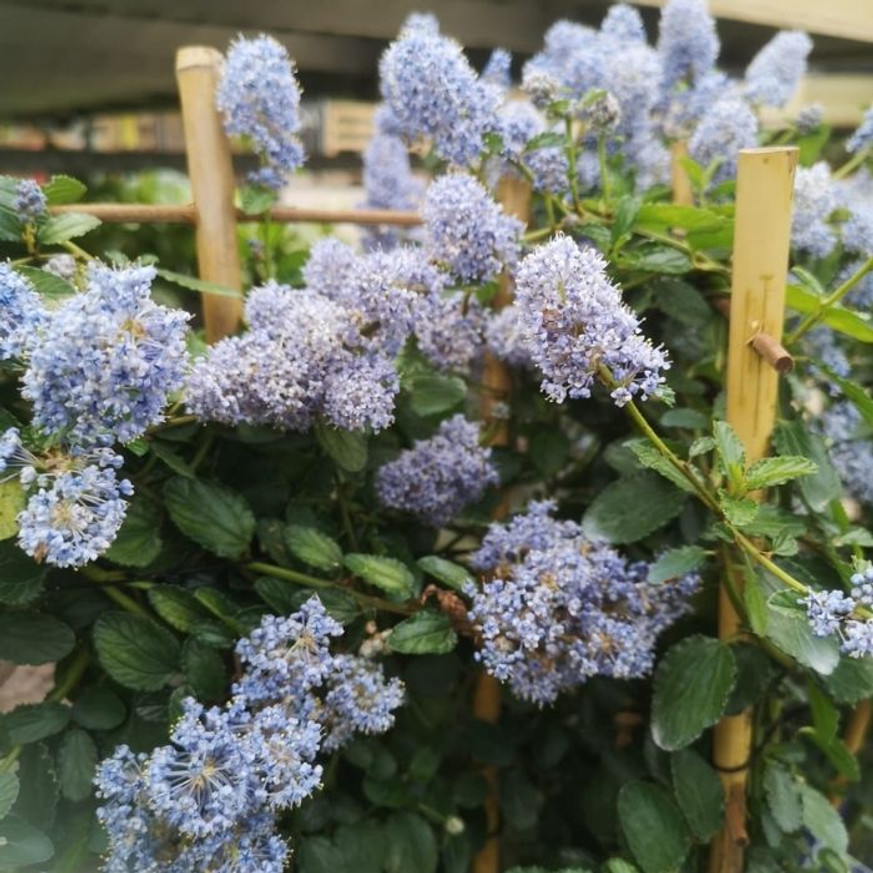 Ceanothus thyrsiflorus var repens CS13 - Terülő kék táskavirág