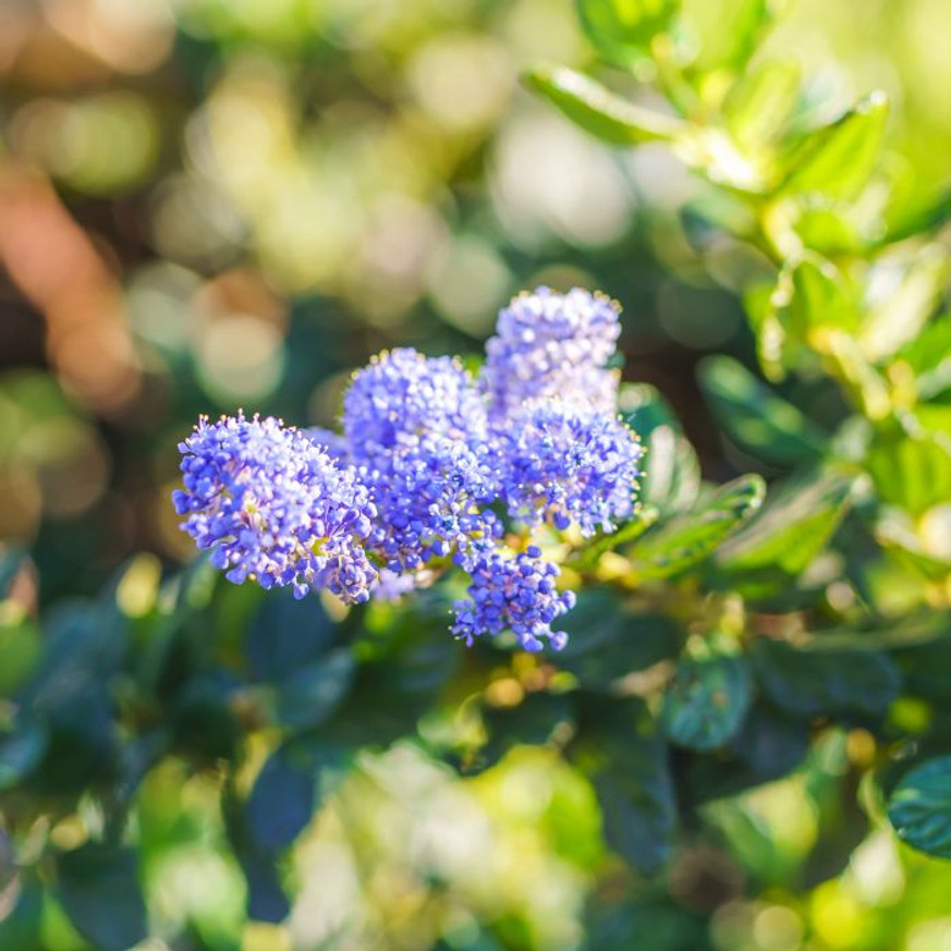 Ceanothus thyrsiflorus var repens CS13 - Terülő kék táskavirág