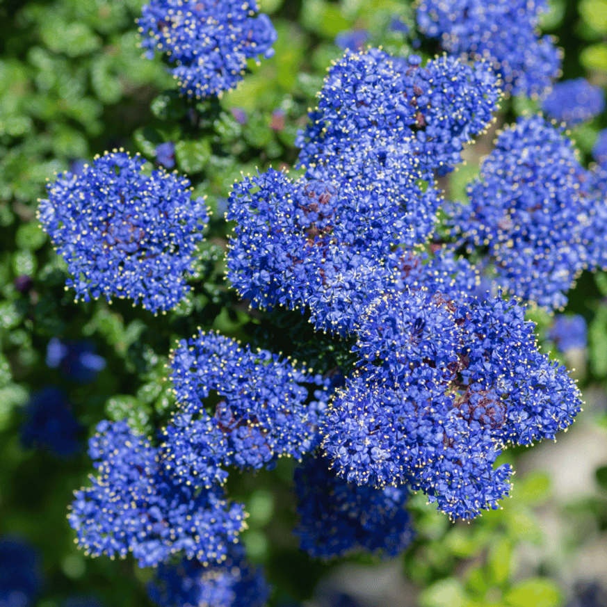 Ceanothus thyrsiflorus var repens CS13 - Terülő kék táskavirág