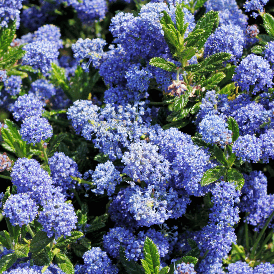 Ceanothus thyrsiflorus var repens CS13 - Terülő kék táskavirág