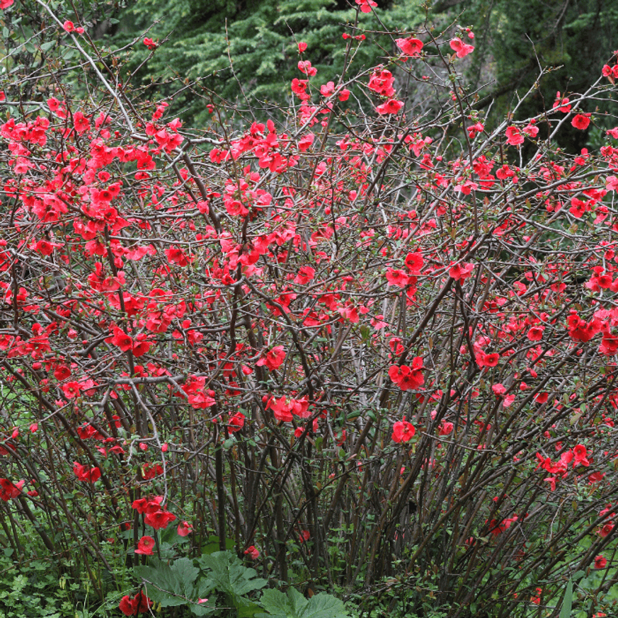 Chaenomeles superba K2 - Bíbor díszbirs Chaenomeles superba K2 - Bíbor díszbirs