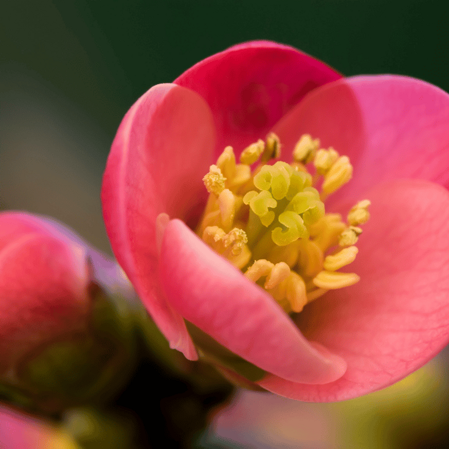 Chaenomeles superba K2 - Rózsaszín díszbirs