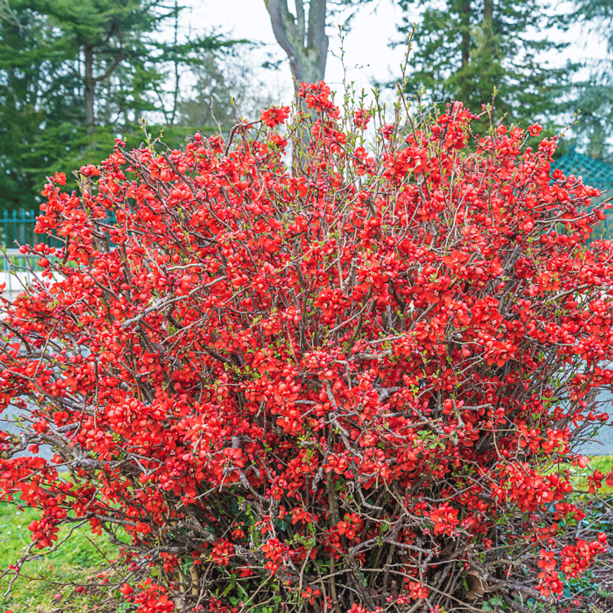 Chaenomeles superba K2 - Bíbor díszbirs Chaenomeles superba K2 - Bíbor díszbirs