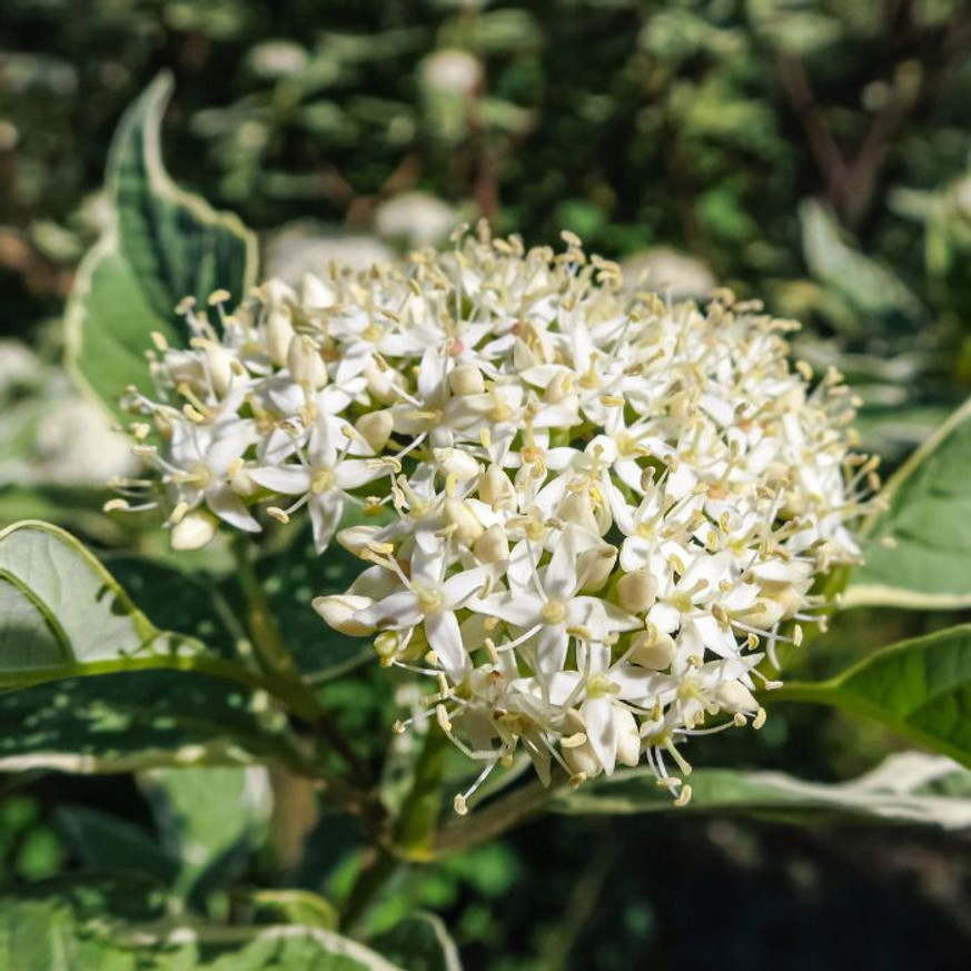 Cornus alba Elegantissima - Fehértarka som