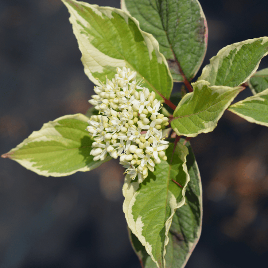 Cornus alba Sibirica Variegata K3 - Fehértarka som