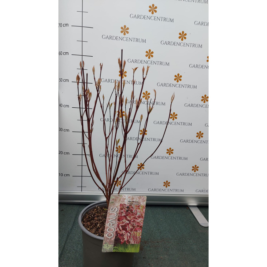 Cornus alba Miracle K3 - Rózsaszín tarka som Cornus alba Miracle K3 - Rózsaszín tarka som