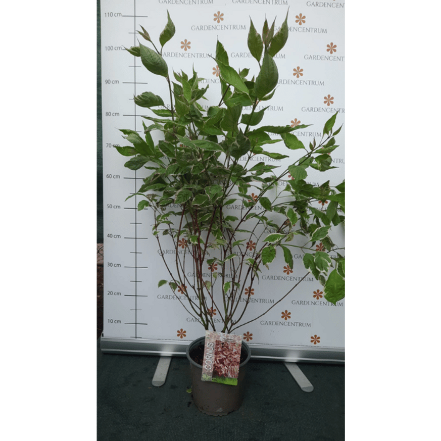 Cornus alba Miracle K3 - Rózsaszín tarka som Cornus alba Miracle K3 - Rózsaszín tarka som