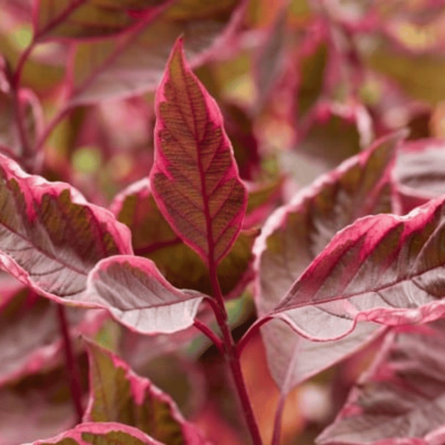Cornus alba Miracle K3 - Rózsaszín tarka som