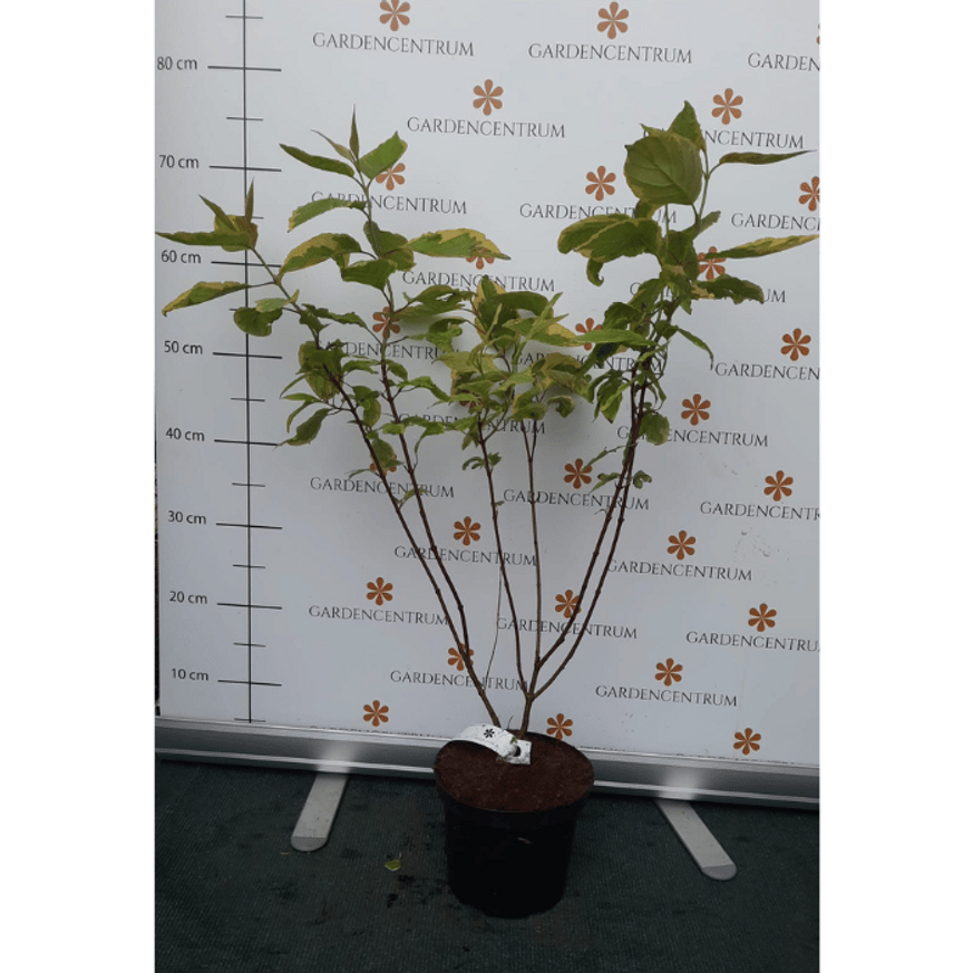 Cornus alba Spaethii K2 - Tarka levelű fehér som