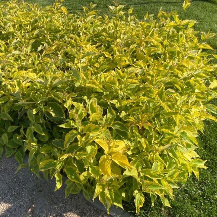 Cornus alba Gouchaultii K2 - Tarka som