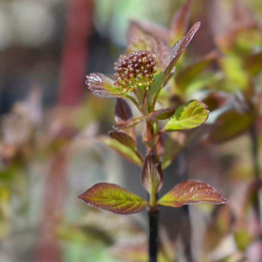 Cornus alba Kesselringii K2 - Bordó vesszejű som