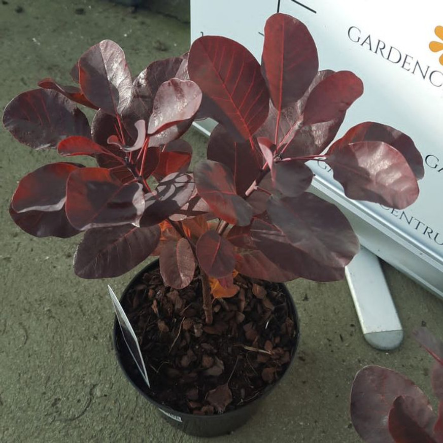 Cotinus coggygria Royal Purple - Bíbor cserszömörce Cotinus coggygria Royal Purple - Bíbor cserszömörce