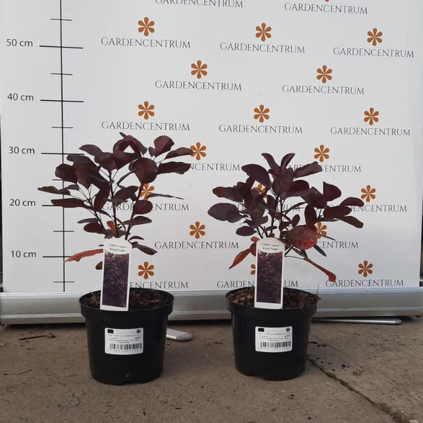 Cotinus coggygria Royal Purple - Bíbor cserszömörce Cotinus coggygria Royal Purple - Bíbor cserszömörce