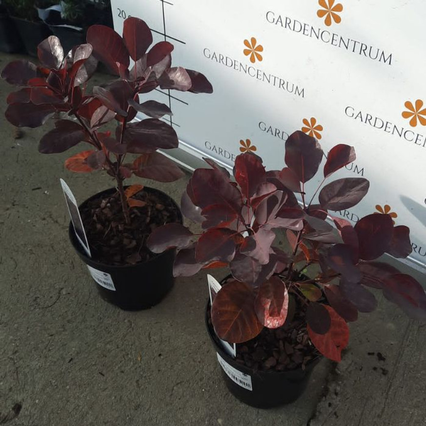 Cotinus coggygria Royal Purple - Bíbor cserszömörce Cotinus coggygria Royal Purple - Bíbor cserszömörce