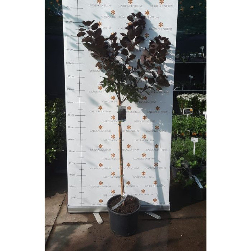 Cotinus coggygria Royal Purple MT70 - Magastörzsű bíbor cserszömörce Cotinus coggygria Royal Purple MT70 - Magastörzsű bíbor cserszömörce