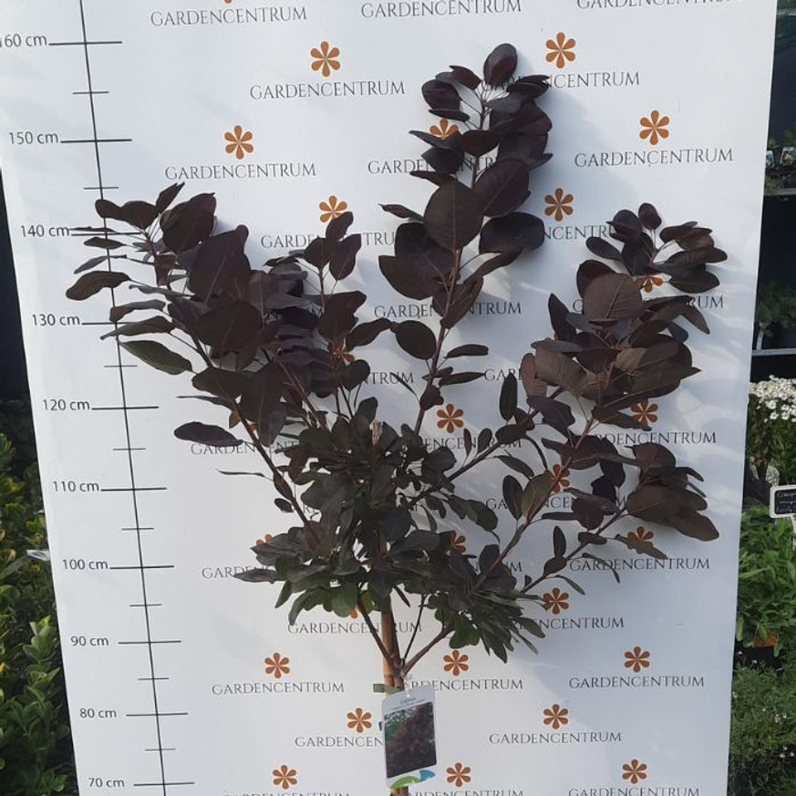 Cotinus coggygria Royal Purple MT70 - Magastörzsű bíbor cserszömörce Cotinus coggygria Royal Purple MT70 - Magastörzsű bíbor cserszömörce
