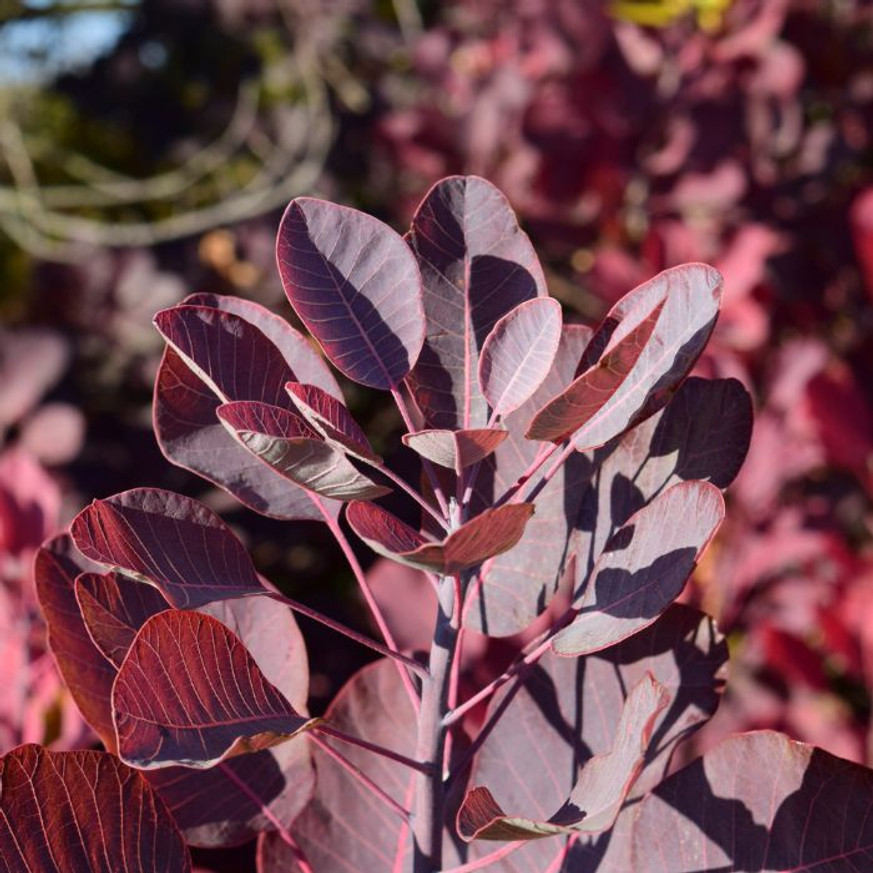 Cotinus coggygria Royal Purple - Bíbor cserszömörce Cotinus coggygria Royal Purple - Bíbor cserszömörce