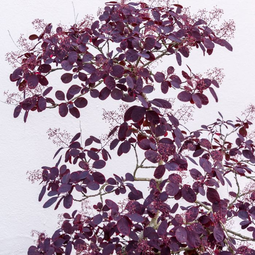 Cotinus coggygria Royal Purple - Bíbor cserszömörce Cotinus coggygria Royal Purple - Bíbor cserszömörce