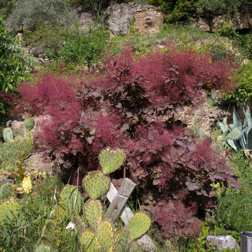 Cotinus coggygria Royal Purple - Bíbor cserszömörce Cotinus coggygria Royal Purple - Bíbor cserszömörce