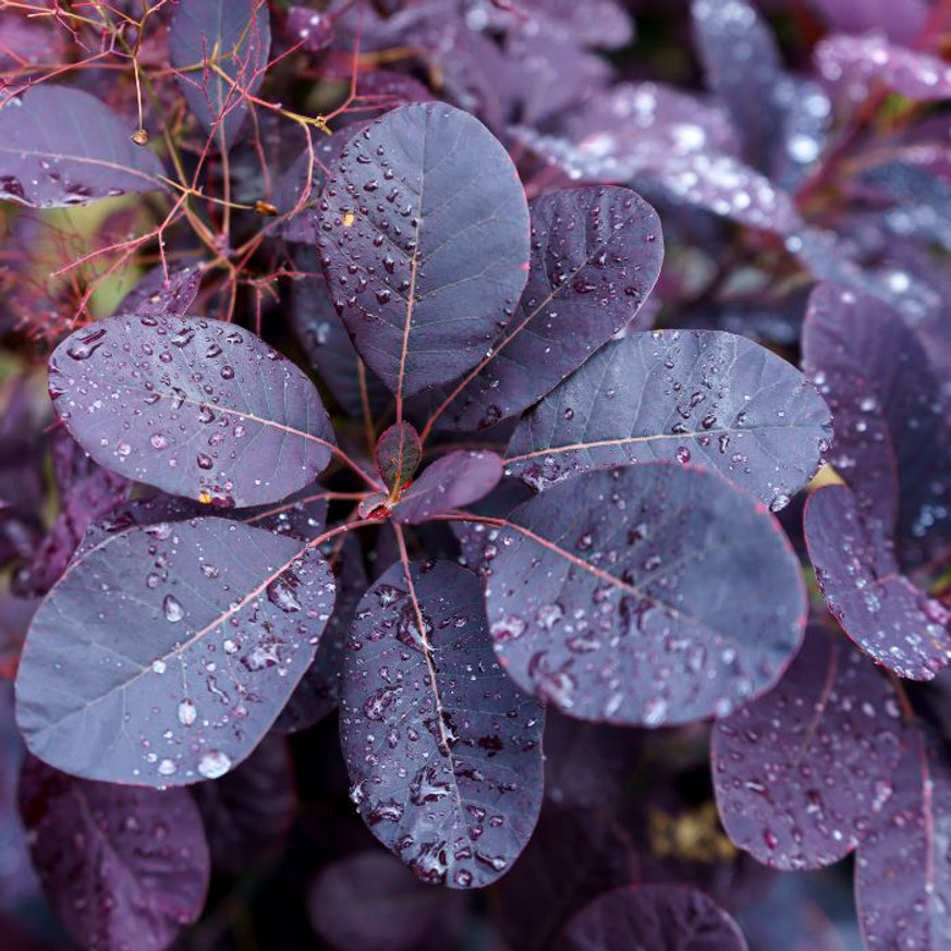 Cotinus coggygria Royal Purple - Bíbor cserszömörce