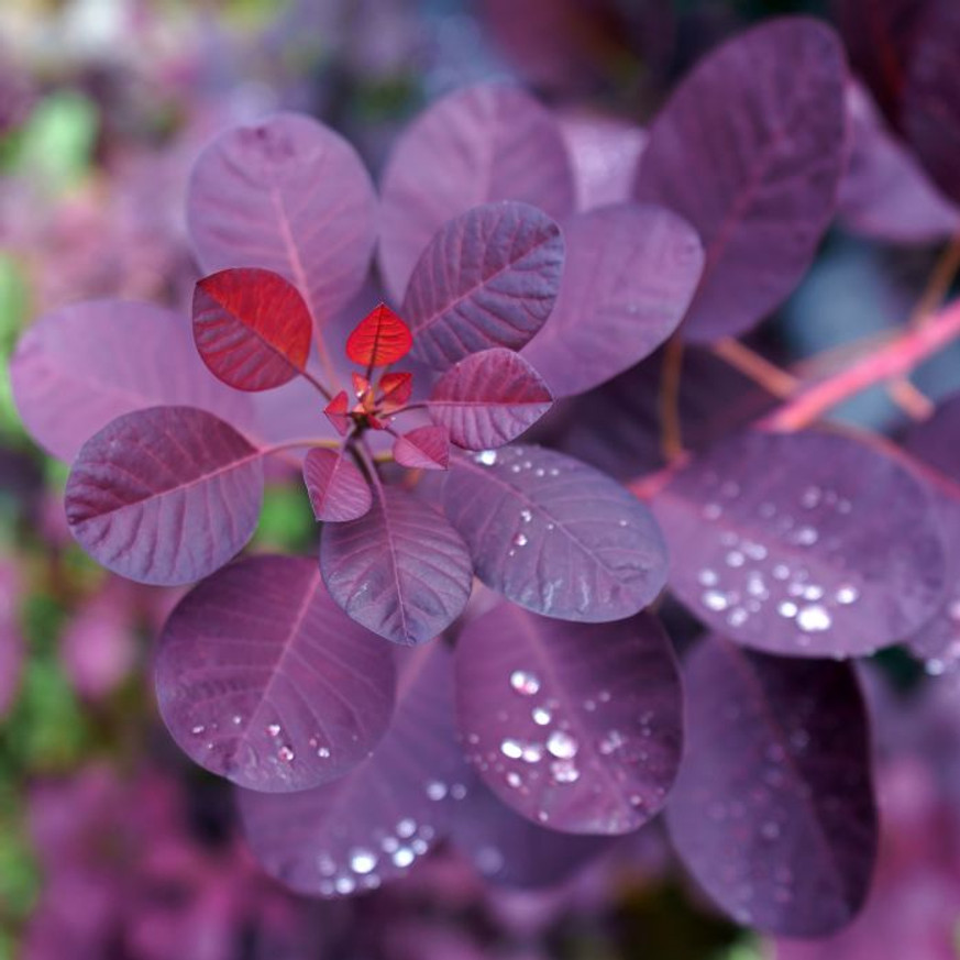 Cotinus coggygria Royal Purple - Bíbor cserszömörce Cotinus coggygria Royal Purple - Bíbor cserszömörce